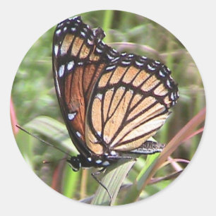 Summer Monarch Butterfly (Wing Uitzicht) Sticker