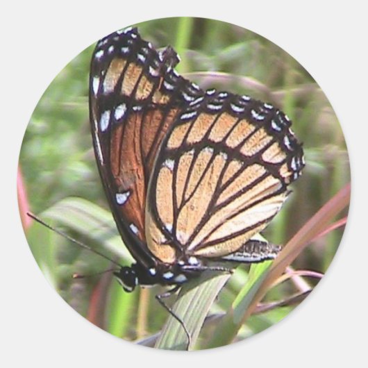 Summer Monarch Butterfly (Wing Uitzicht) Sticker (Voorkant)
