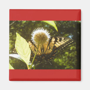 Summer Monarch Square Magnet