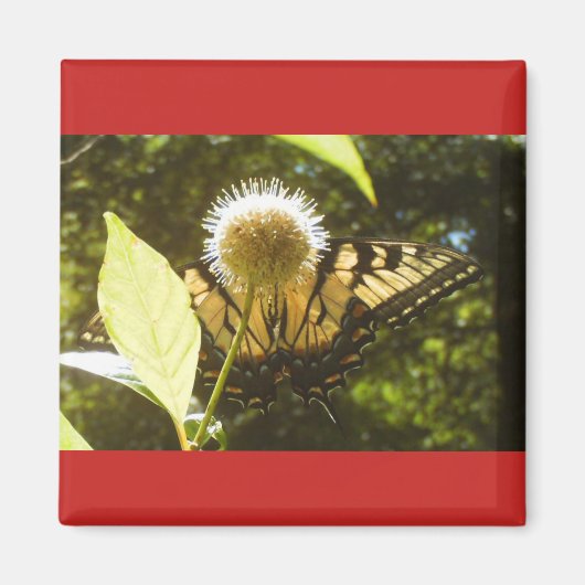 Summer Monarch Square Magnet (Voorkant)