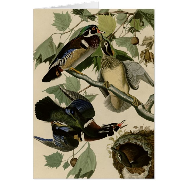 Summer of Wood Duck (Voorkant)