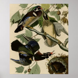 Summer of Wood Duck Poster