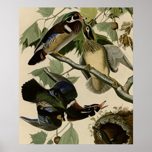 Summer of Wood Duck Poster (Voorkant)