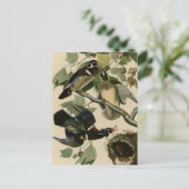 Summer or Wood Duck Briefkaart (Staand voorkant)