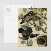 Summer or Wood Duck Briefkaart (Voorkant / Achterkant)