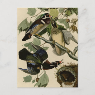 Summer or Wood Duck Briefkaart