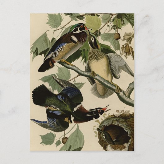 Summer or Wood Duck Briefkaart (Voorkant)