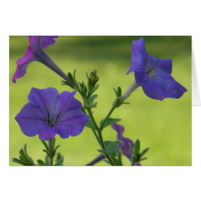 Summer Petunias (Voorkant Horizontaal)