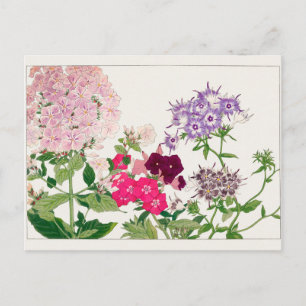 Summer phlox van Tanigami Konan Briefkaart