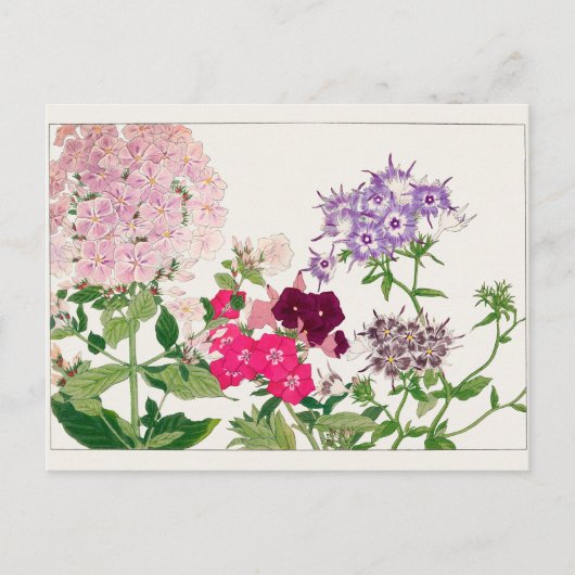 Summer phlox van Tanigami Konan Briefkaart (Voorkant)