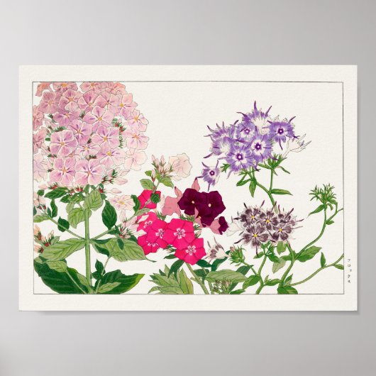 Summer phlox van Tanigami Konan Poster (Voorkant)