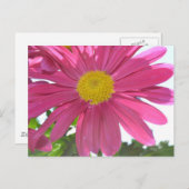 Summer Pink Flower Briefkaart (Voorkant / Achterkant)
