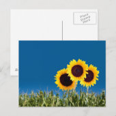Summer Post Cards Briefkaart (Voorkant / Achterkant)