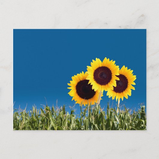 Summer Post Cards Briefkaart (Voorkant)