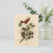 Summer Red Bird (Tanager) Audubon Birds of America Briefkaart (Staand voorkant)