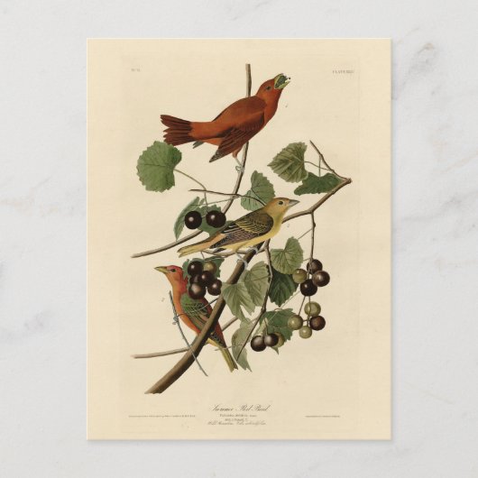 Summer Red Bird (Tanager) Audubon Birds of America Briefkaart (Voorkant)