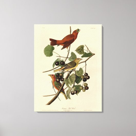 Summer Red Bird (Tanager) Audubon Birds of America Canvas Afdruk (Voorkant)