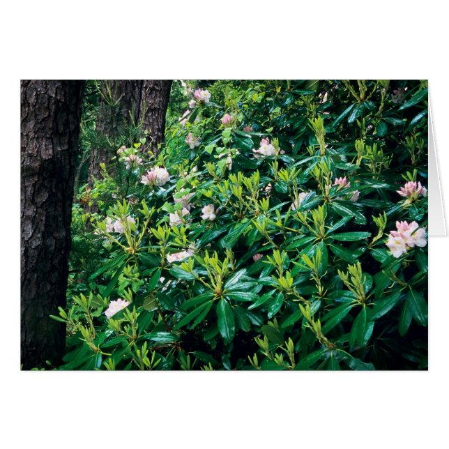Summer Rhododendrons (Voorkant Horizontaal)