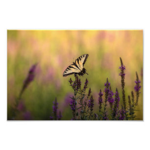 Summer Scene, Butterfly en Loosestrife Foto Afdruk