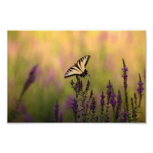 Summer Scene, Butterfly en Loosestrife Foto Afdruk (Voorkant)
