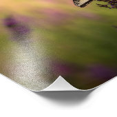 Summer Scene, Butterfly en Loosestrife Foto Afdruk (Hoek)