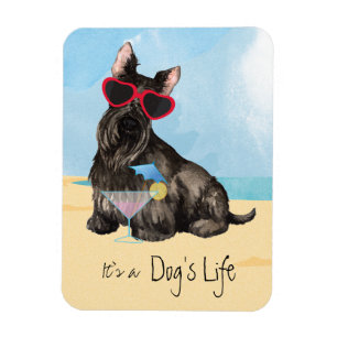 Summer Scottish Terrier Magneet