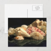 Summer Seashell Collectie Briefkaart (Voorkant / Achterkant)