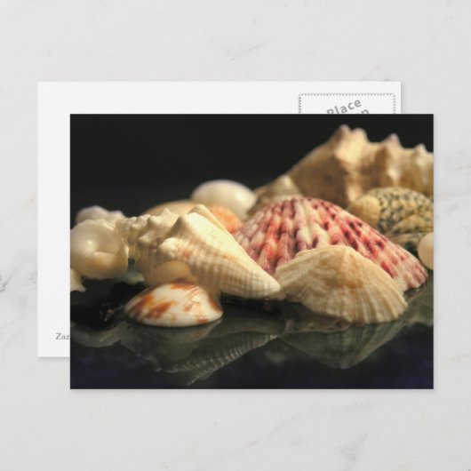 Summer Seashell Collectie Briefkaart (Voorkant / Achterkant)