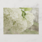 Summer Snow by JerseyFawn Briefkaart (Voorkant)