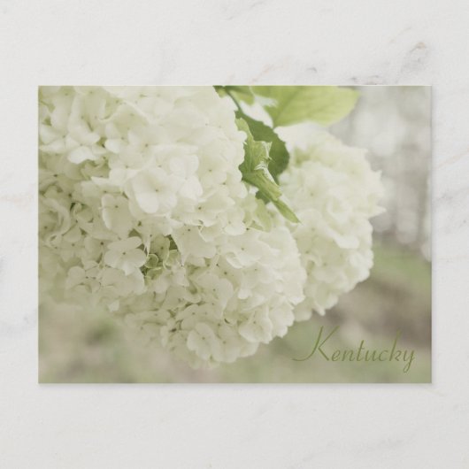 Summer Snow by JerseyFawn Briefkaart (Voorkant)