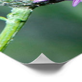 Summer Splendor Poster (Hoek)