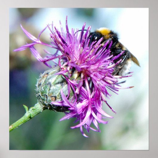 Summer Splendor Poster (Voorkant)