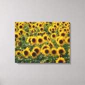 Summer Sunflower Field Canvas Afdruk (Voorkant)