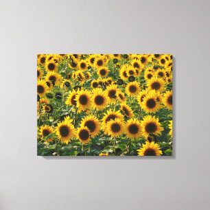 Summer Sunflower Field Canvas Afdruk