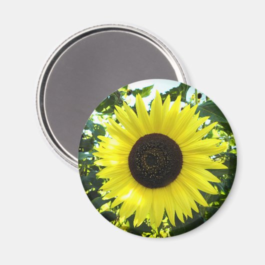 Summer Sunflower Round Magnet (Voorkant / Achterkant)