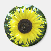 Summer Sunflower Round Magnet (Voorkant)