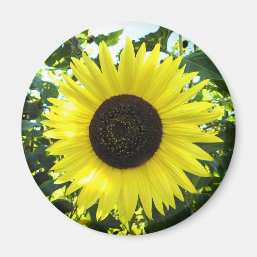 Summer Sunflower Round Magnet (Voorkant)