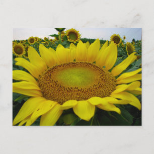 Summer Sunflower Series Briefkaart