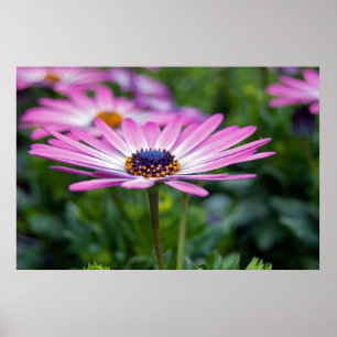 Summer Sunshine Poster