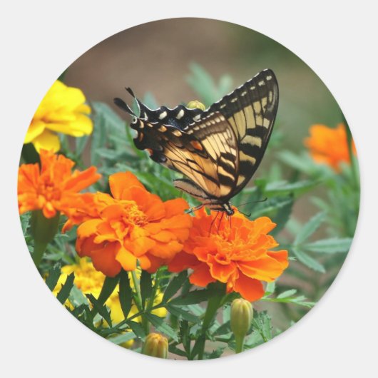 Summer - Swallowtail Butterfly and  Marigold Ronde Sticker (Voorkant)