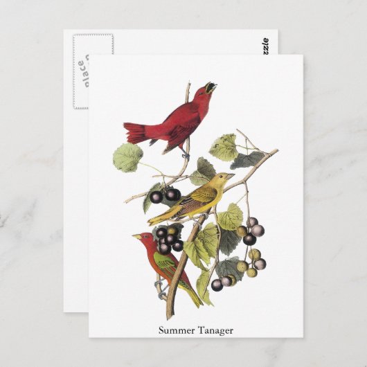Summer Tanager van John Audubon Briefkaart (Voorkant / Achterkant)