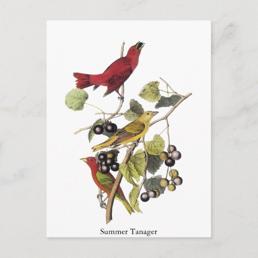 Summer Tanager van John Audubon Briefkaart (Voorkant)