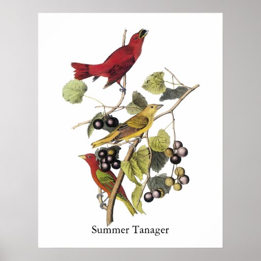Summer Tanager van John Audubon Poster (Voorkant)