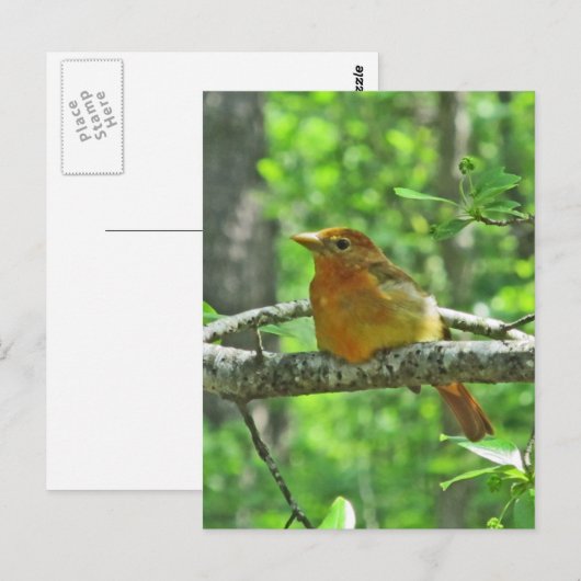Summer Tanager (vrouw) Briefkaart (Voorkant / Achterkant)
