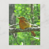 Summer Tanager (vrouw) Briefkaart (Voorkant)
