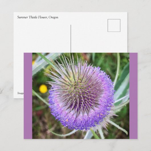 Summer Thistle Flower Briefkaart (Voorkant / Achterkant)
