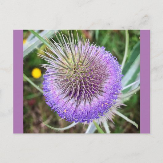 Summer Thistle Flower Briefkaart (Voorkant)