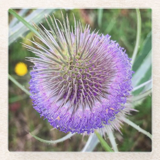 Summer Thistle Flower Glazen Onderzetter (Voorkant)