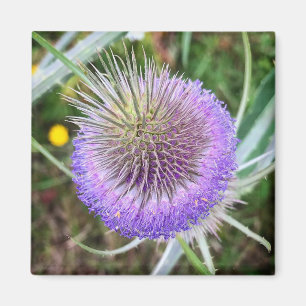 Summer Thistle Flower Magneet