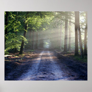 Summer Trees die Dirt Road beslaan Poster